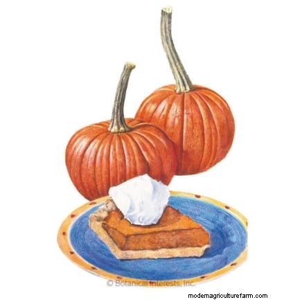 Guida all irrigazione della zucca:migliori pratiche per un raccolto abbondante 