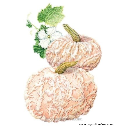Guida all irrigazione della zucca:migliori pratiche per un raccolto abbondante 