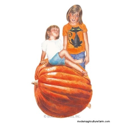 Guida all irrigazione della zucca:migliori pratiche per un raccolto abbondante 