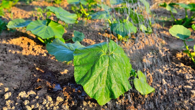 Guida all irrigazione della zucca:migliori pratiche per un raccolto abbondante 