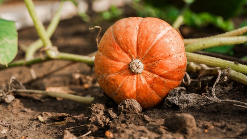Guida all irrigazione della zucca:migliori pratiche per un raccolto abbondante 