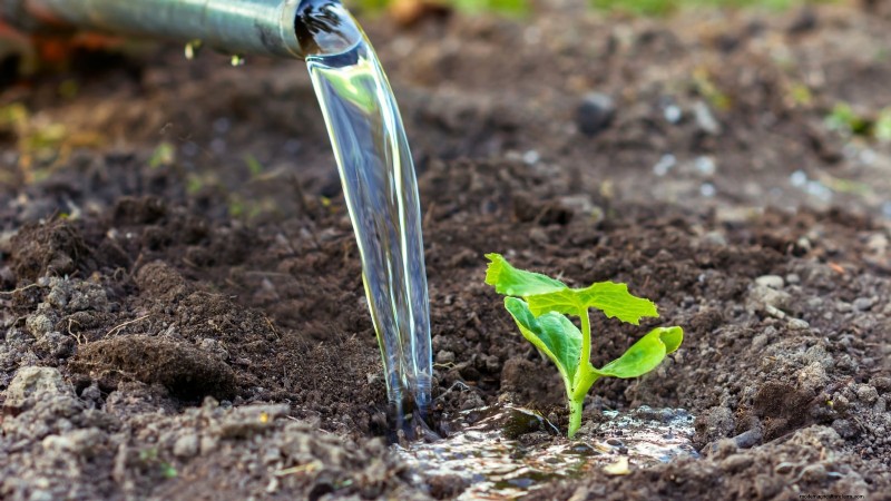 Guida all irrigazione della zucca:migliori pratiche per un raccolto abbondante 