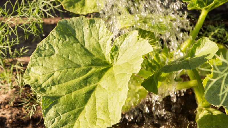 Guida all irrigazione della zucca:migliori pratiche per un raccolto abbondante 