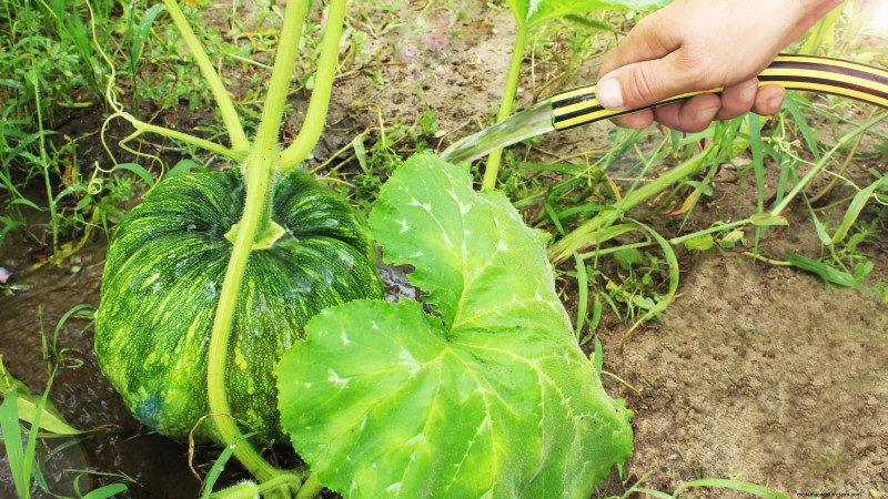 Guida all irrigazione della zucca:migliori pratiche per un raccolto abbondante 