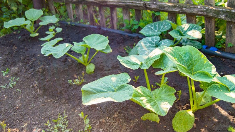 Guida all irrigazione della zucca:migliori pratiche per un raccolto abbondante 