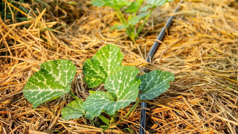 Guida all irrigazione della zucca:migliori pratiche per un raccolto abbondante 