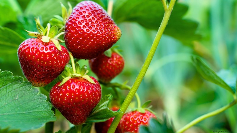 Proteggi le tue fragole:identifica e controlla 7 parassiti comuni 