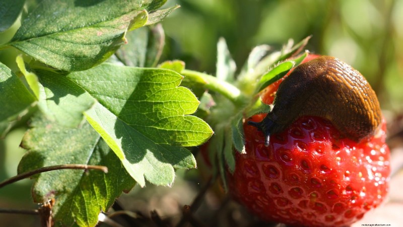 Proteggi le tue fragole:identifica e controlla 7 parassiti comuni 