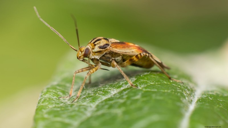Proteggi le tue fragole:identifica e controlla 7 parassiti comuni 