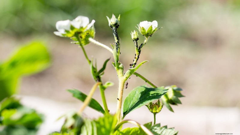 Proteggi le tue fragole:identifica e controlla 7 parassiti comuni 