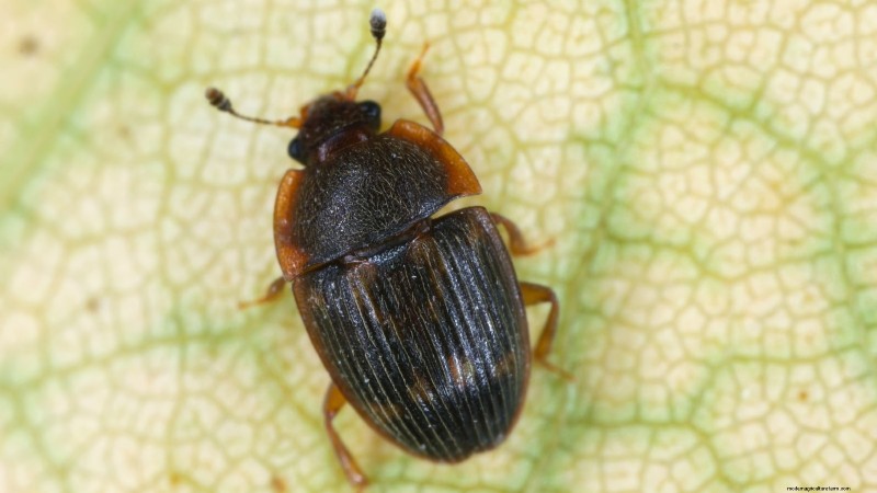 Proteggi le tue fragole:identifica e controlla 7 parassiti comuni 