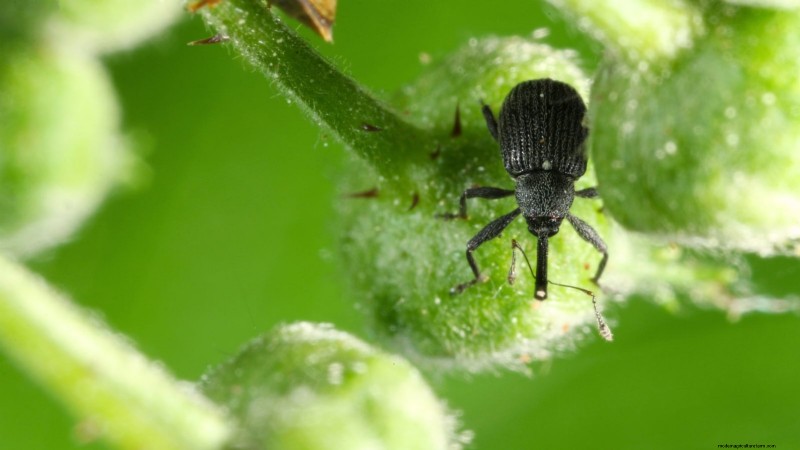 Proteggi le tue fragole:identifica e controlla 7 parassiti comuni 