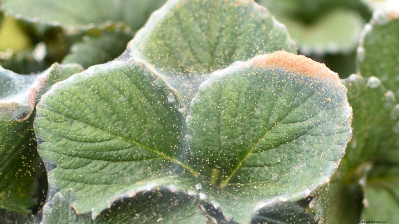 Proteggi le tue fragole:identifica e controlla 7 parassiti comuni 