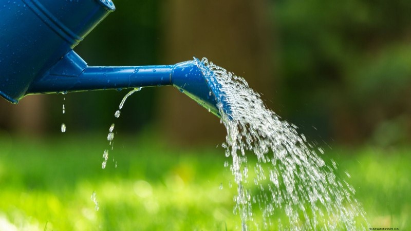 Cura del coriandolo:consigli degli esperti per un abbondante raccolto estivo 