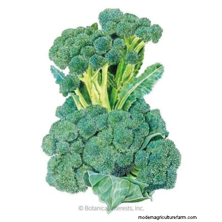 Beste hittetolerante broccolivariëteiten voor zomerplanten 
