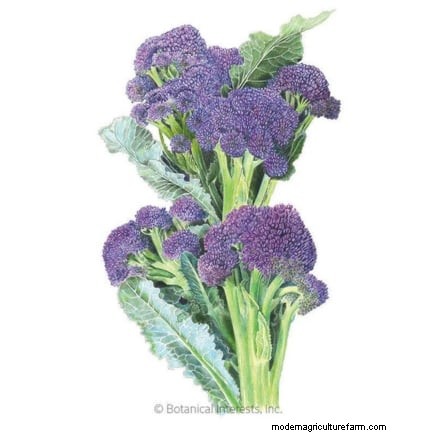 Beste hittetolerante broccolivariëteiten voor zomerplanten 