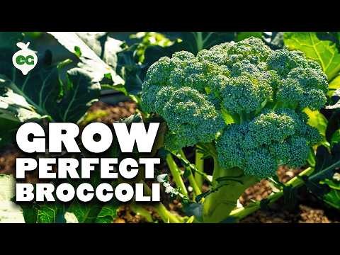 Beste hittetolerante broccolivariëteiten voor zomerplanten