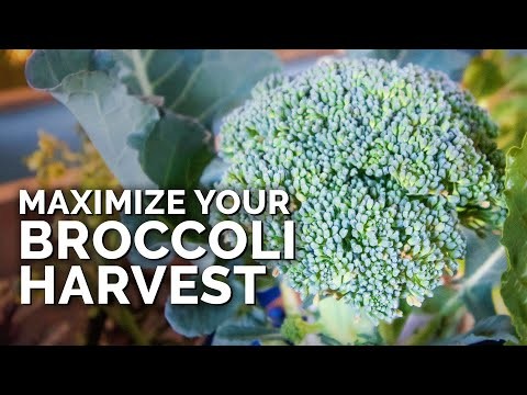 Beste hittetolerante broccolivariëteiten voor zomerplanten