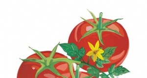 Beste Slicer-Tomaten zum Anbau:Die 15 besten Sorten für saftige Scheiben 
