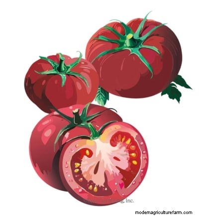 I migliori pomodori a fette da coltivare:le 15 migliori varietà per fette succose 