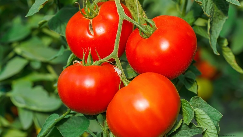 I migliori pomodori a fette da coltivare:le 15 migliori varietà per fette succose 