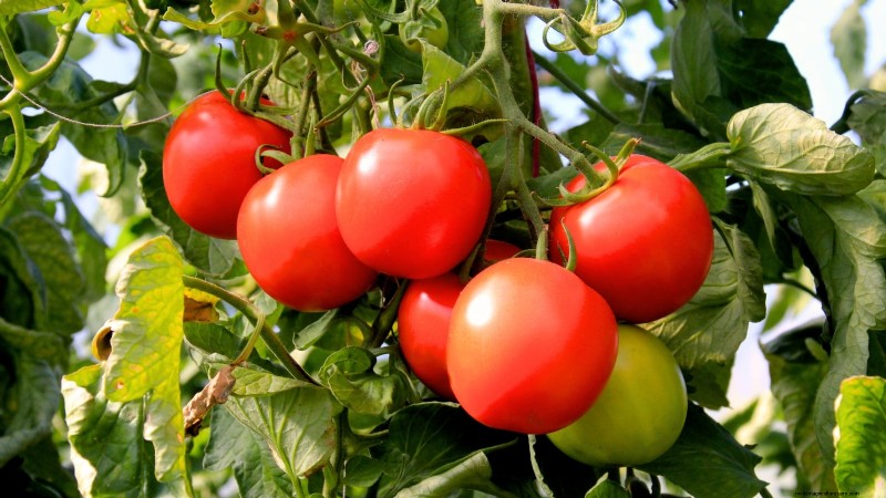 I migliori pomodori a fette da coltivare:le 15 migliori varietà per fette succose 