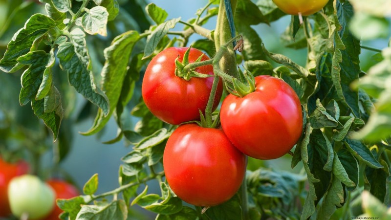 I migliori pomodori a fette da coltivare:le 15 migliori varietà per fette succose 