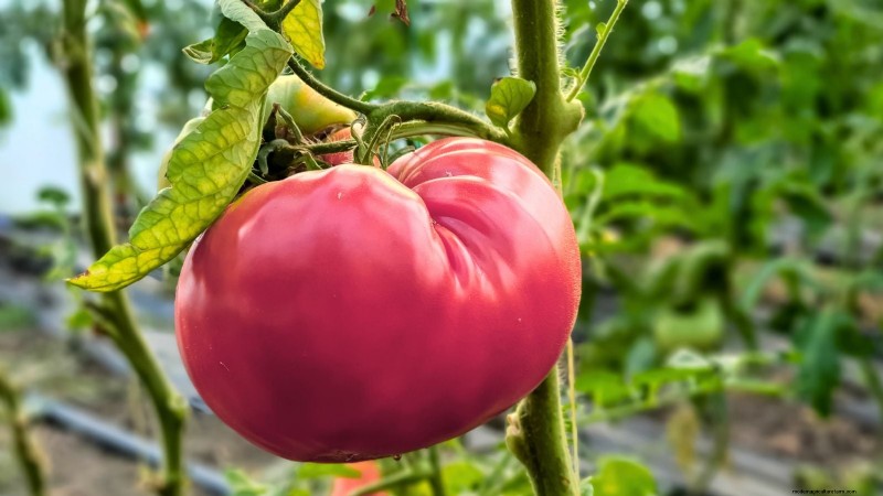 I migliori pomodori a fette da coltivare:le 15 migliori varietà per fette succose 