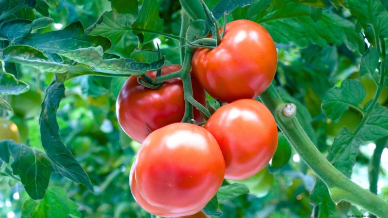 I migliori pomodori a fette da coltivare:le 15 migliori varietà per fette succose 