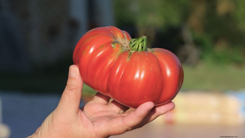 I migliori pomodori a fette da coltivare:le 15 migliori varietà per fette succose 