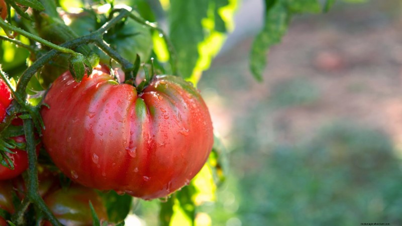 I migliori pomodori a fette da coltivare:le 15 migliori varietà per fette succose 
