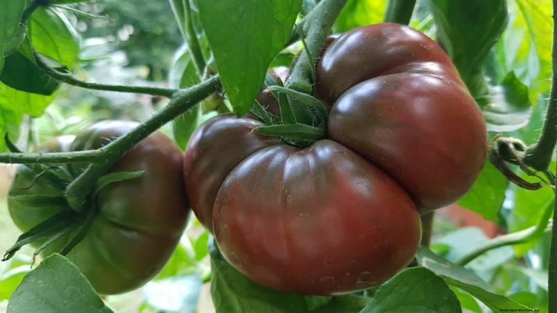 I migliori pomodori a fette da coltivare:le 15 migliori varietà per fette succose 