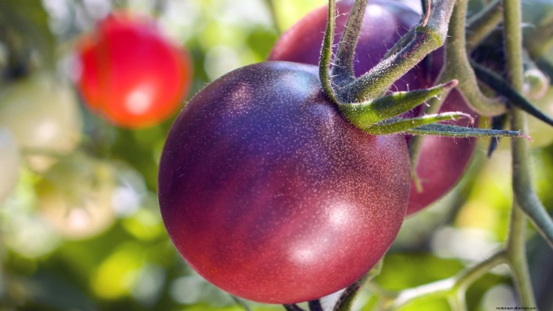 I migliori pomodori a fette da coltivare:le 15 migliori varietà per fette succose 