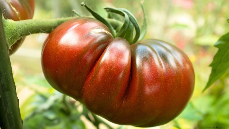 I migliori pomodori a fette da coltivare:le 15 migliori varietà per fette succose 