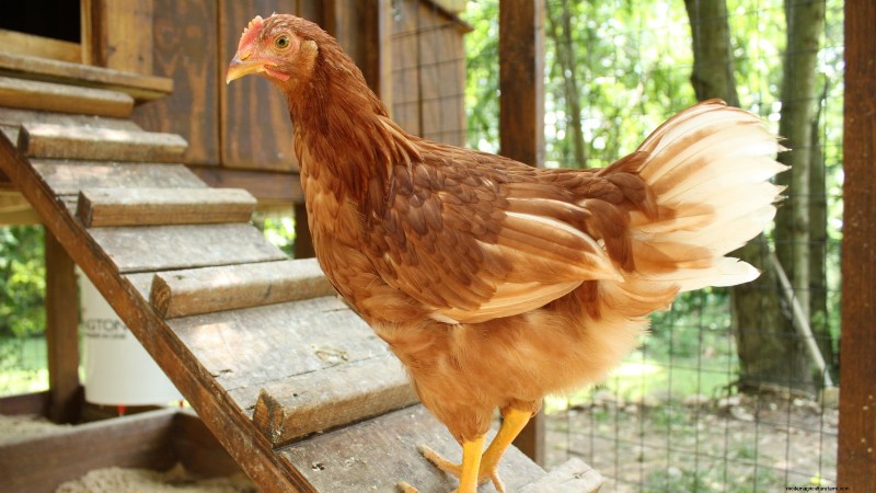 Achtertuinkippen:een beginnershandleiding voor het grootbrengen van gelukkige, gezonde vogels 
