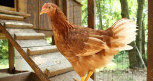 Hinterhofhühner:Ein Leitfaden für Anfänger zur Aufzucht glücklicher, gesunder Vögel 
