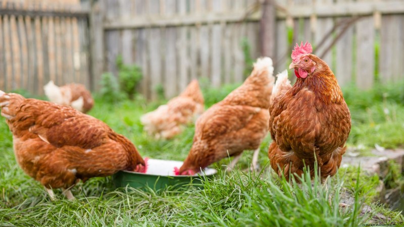 Achtertuinkippen:een beginnershandleiding voor het grootbrengen van gelukkige, gezonde vogels 