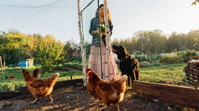 Achtertuinkippen:een beginnershandleiding voor het grootbrengen van gelukkige, gezonde vogels 