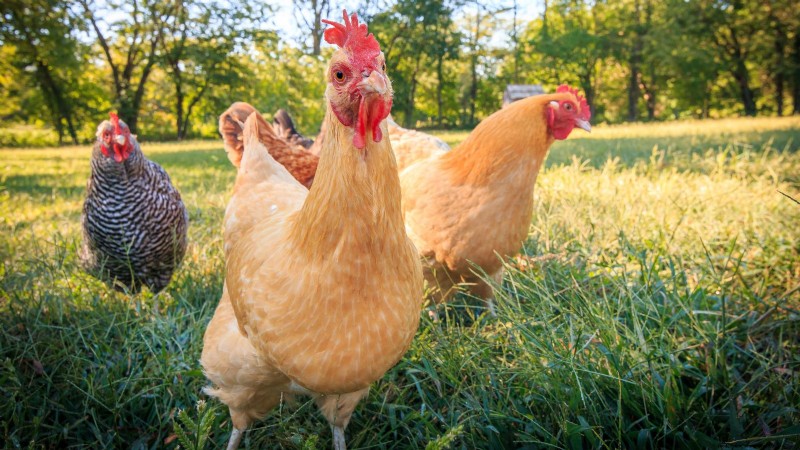 Achtertuinkippen:een beginnershandleiding voor het grootbrengen van gelukkige, gezonde vogels 