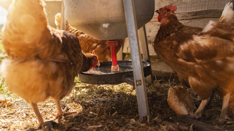 Achtertuinkippen:een beginnershandleiding voor het grootbrengen van gelukkige, gezonde vogels 