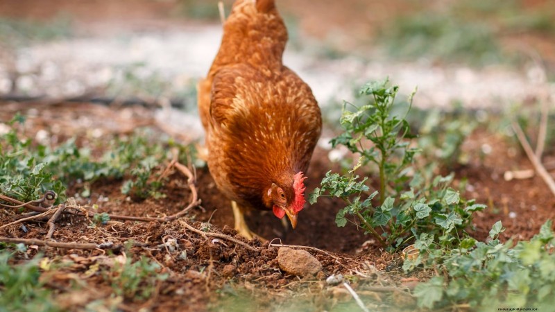 Achtertuinkippen:een beginnershandleiding voor het grootbrengen van gelukkige, gezonde vogels 