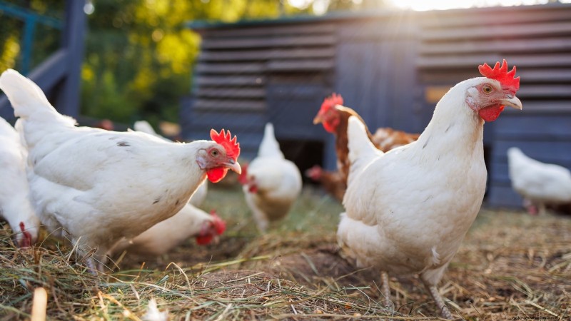 Achtertuinkippen:een beginnershandleiding voor het grootbrengen van gelukkige, gezonde vogels 
