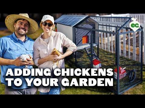 Achtertuinkippen:een beginnershandleiding voor het grootbrengen van gelukkige, gezonde vogels
