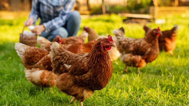 Achtertuinkippen:een beginnershandleiding voor het grootbrengen van gelukkige, gezonde vogels 