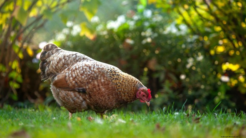 Achtertuinkippen:een beginnershandleiding voor het grootbrengen van gelukkige, gezonde vogels 