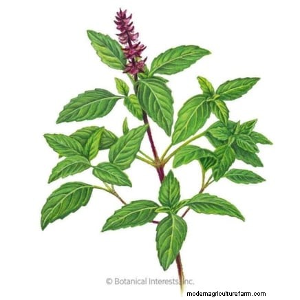 Kaneelbasilicum:gids voor planten, kweken en verzorgen | [Uw merk-/websitenaam] 
