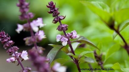 Kaneelbasilicum:gids voor planten, kweken en verzorgen | [Uw merk-/websitenaam] 
