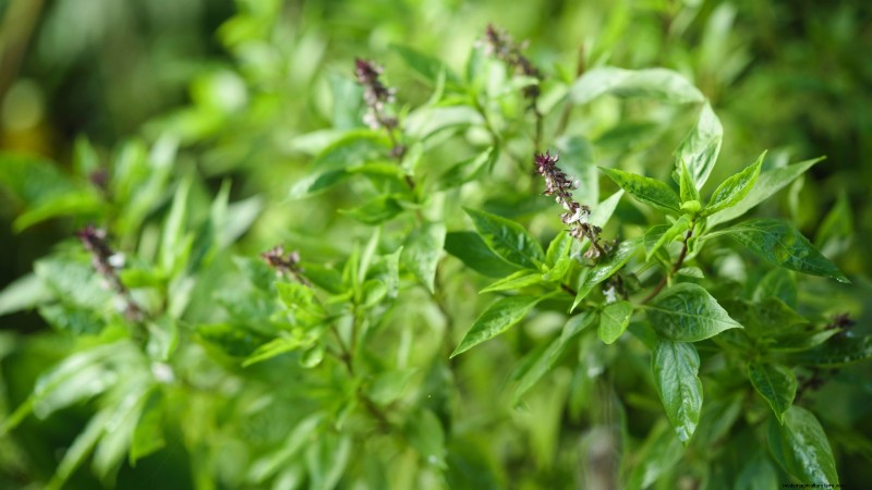 Kaneelbasilicum:gids voor planten, kweken en verzorgen | [Uw merk-/websitenaam] 