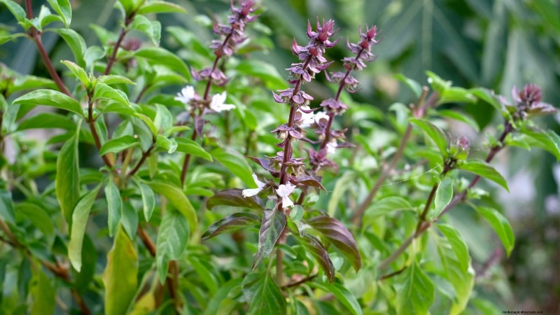 Kaneelbasilicum:gids voor planten, kweken en verzorgen | [Uw merk-/websitenaam] 