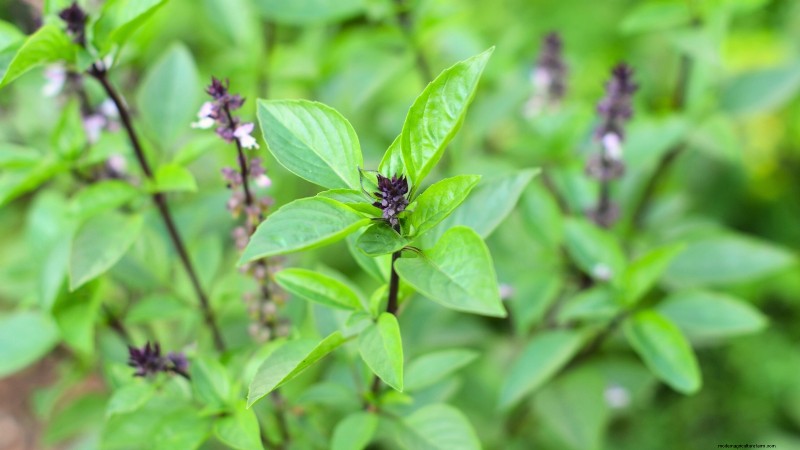 Kaneelbasilicum:gids voor planten, kweken en verzorgen | [Uw merk-/websitenaam] 